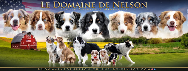 Le Domaine De Nelson, Éleveur De Chiens à Fontaine-Fourches