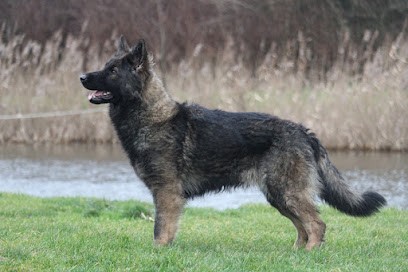 Elevage De L' Odyssee D 'Hera, Eleveur de Chiens à Sainte-Marie-Kerque