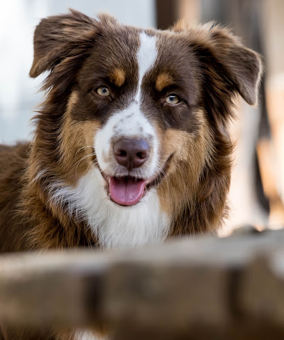 Elevage Du Mas Du Grand Sauvage : Berger Américain Miniature, Éleveur De Chiens au Cailar