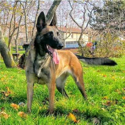 JULIEN EDU'CANINE, Dresseur de Chiens à Saint-Priest