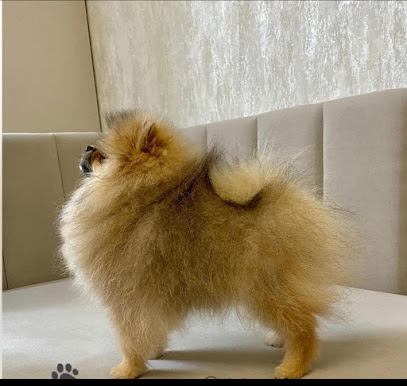 Les Loulous Pom, Éleveur De Chiens à Martigues