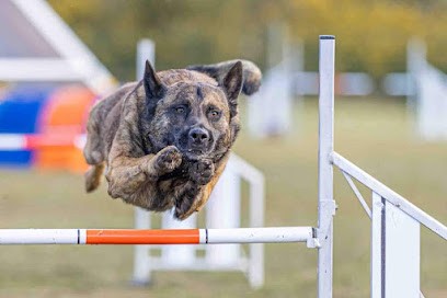 Club Canin De Ploemeur Breizh Cool Dogz, Dresseur de Chiens à Ploemeur