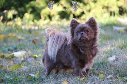 Chihuahua Au Royaume Des Poids Plumes, Eleveur de Chiens à Saint-Alban-du-Rhône