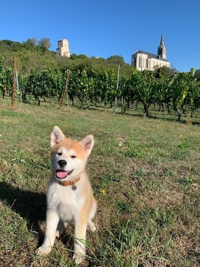 Nordic's 58, Eleveur de Chiens à Lucenay-lès-Aix