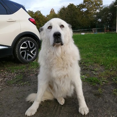 DOGOBEISSANCE, Pension pour Chiens à Goven