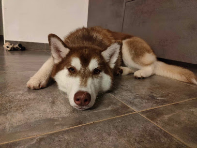 Sabb Services Animaliers, Pension Pour Chien à Lidrezing
