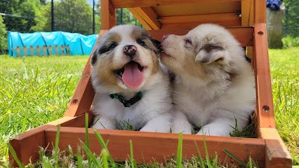 La Wooferie, Eleveur de Chiens à Langonnet