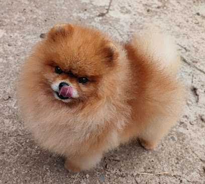 Lords Of The Poms : Élevage De Spitz, Éleveur De Spitz Nain, Poméranien, Chiots Spitz, Dans L'aveyron, En France, Éleveur De Chiens à Naucelle