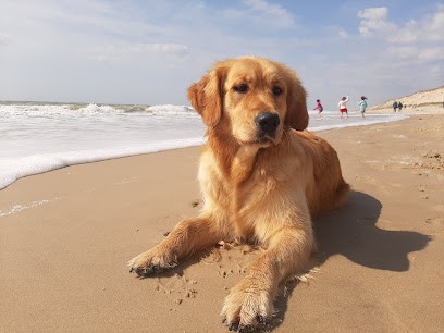 Élevage du plateau des mille sources, Eleveur de Chiens à Naves