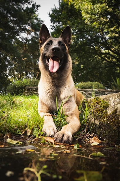 Nolwen Comportementaliste Canin 22, Dresseur de Chiens au Quillio