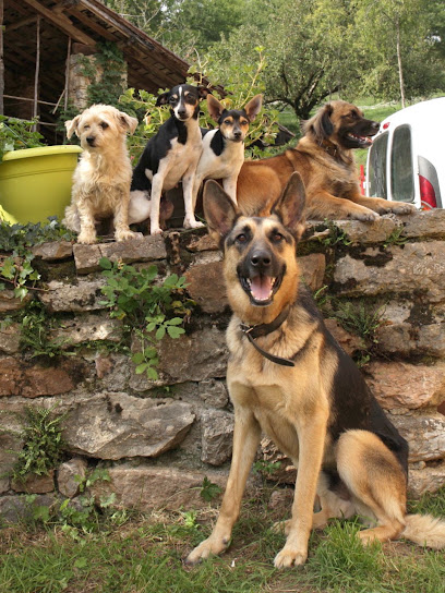 Marty & Cie, Pension Pour Chien à Nescus