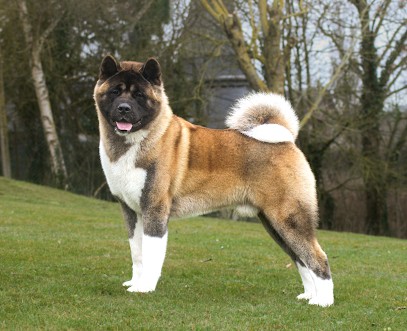 KRAV Addict, Eleveur de Chiens à Héricourt-sur-Thérain