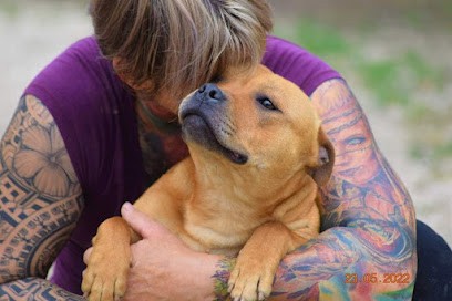 Braveheart Story Élevage Staffordshire bull terrier - Eurasier - Whippet, Eleveur de Chiens à Molières