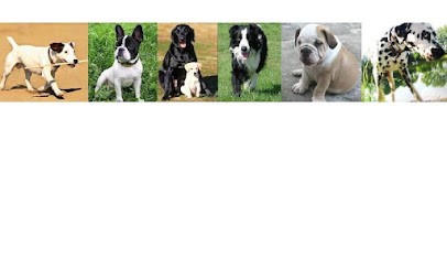 CANI CLASS Irène Sautelet Education Canine et Comportement, Dresseur de Chiens à Nogent-sur-Marne