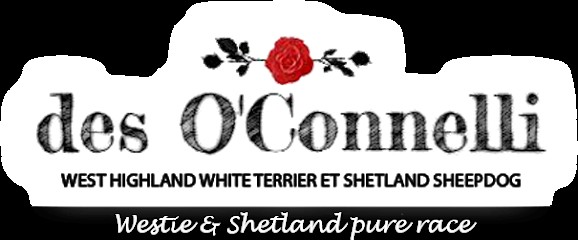 Elevage des O'Connelli, Eleveur de Chiens à Rebets