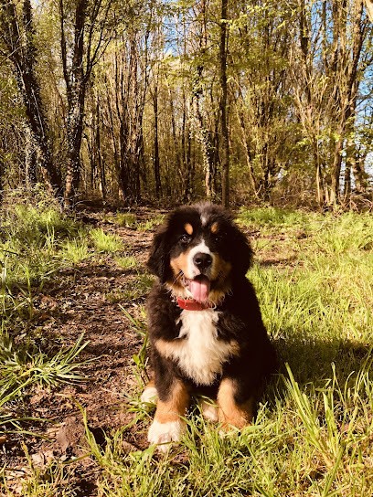 royaume canin de la clé des champs, Eleveur de Chiens à Beaupréau-en-Mauges