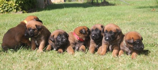 Élevage de la vallée des remparts Berger Belge Malinois, Eleveur de Chiens à Preignac