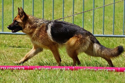 Elevage la vallée des chardons, Eleveur de Chiens à Saint-Vincent-des-Landes
