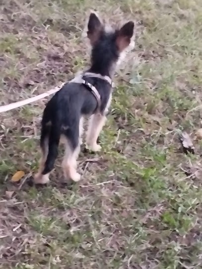 Club Idfix Lezoux, Dresseur de Chiens à Lezoux