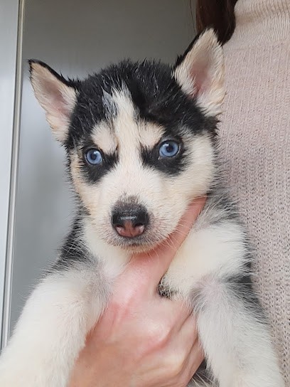 Au Ptit Loup, Eleveur de Chiens à La Chapelle-Saint-Laurent