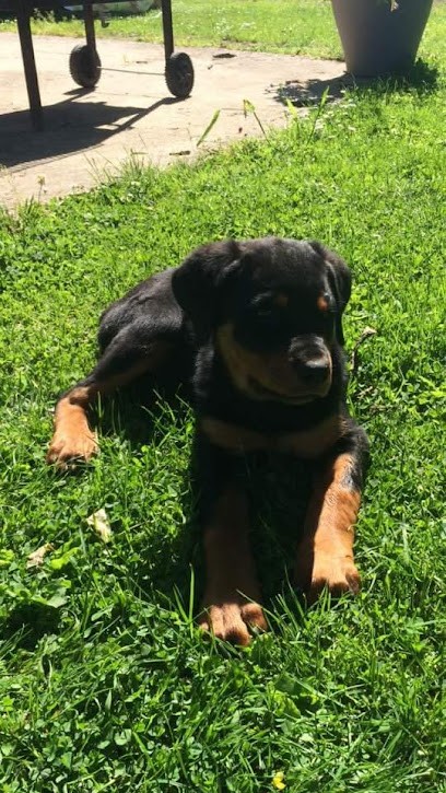 Coach ‘dog, Dresseur de Chiens à Sainte-Croix-sur-Buchy