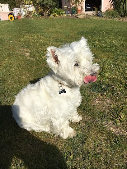Élevage Lachrico, Eleveur de Chiens à Besse Sur Issole