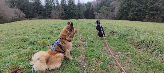 L'auberge Des Coussinets, Pension pour Chiens à Allassac