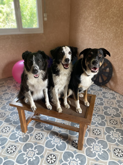Aime Ton Chien (Éducation Et Pension), Dresseur De Chiens à Mèze