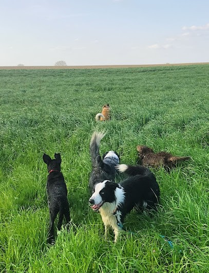 Kasoku Tricks, Pension pour Chiens à Montréverd