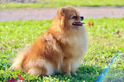 L´Arche de Julie 82, Eleveur de Chiens à Moissac