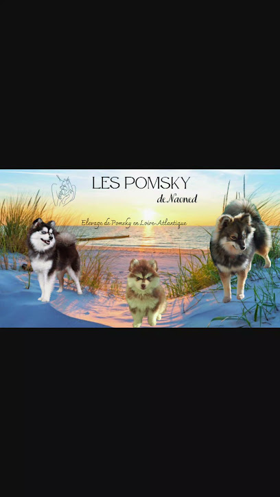 Elevage Pomsky- Les Pomsky De Naoned- Loire Atlantique 44 Pays De La Loire Éleveur De Chiens à la Roche-Blanche
