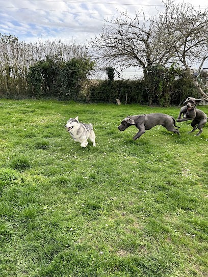 Elevage Du Domaine De Chevannes, Eleveur de Chiens à Boisville-la-Saint-Père