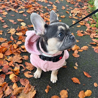 Elevage De La Belle Province, Eleveur de Chiens à Ernemont-Boutavent