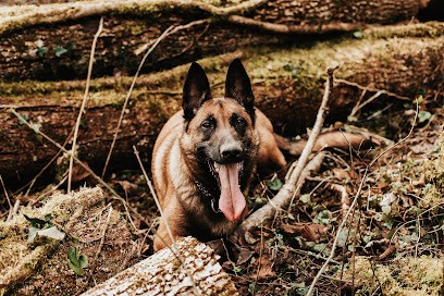 Cani'solutions educateur canin ranchot, besancon, saint vit, dole, Dresseur de Chiens à Ranchot
