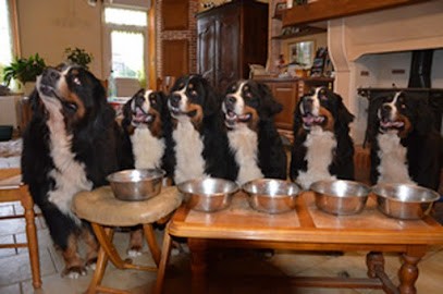 Elevage les bouviers bernois du petit vendômois, Eleveur de Chiens à Danzé