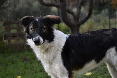 Edukynos – Éducateur Et Comportementaliste Canin Sur La Bouilladisse, Aubagne, Aix En Provence Et Marseille Dresseur De Chiens à la Bouilladisse