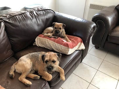 Jl dog (Éducation) - By hoodlum (élevage), Dresseur de Chiens à Mouzeuil-Saint-Martin