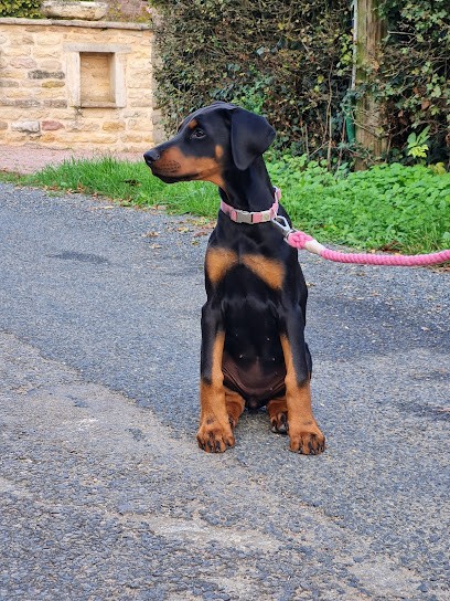 ELEVAGE DES YEUX DE LA REVANCHE, Eleveur de Chiens à Romenay