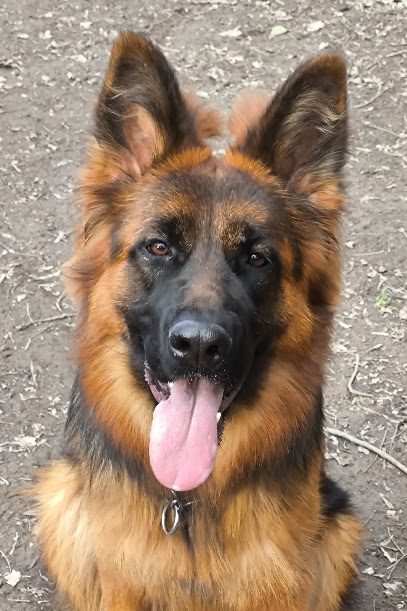 Élevage Du Domaine De Janasse, Éleveur De Chiens à Entraigues-sur-la-Sorgue