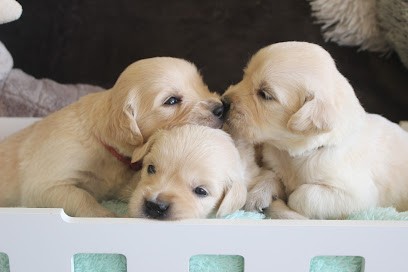 Elevage Always Hope Golden Retriever L.O.F., Eleveur de Chiens à Gausson