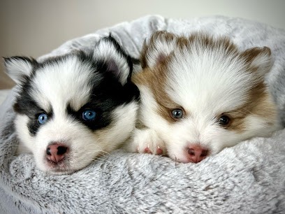 Pomsky du Loup-Cervier, Elevage familial de mini pomsky, Eleveur de Chiens à Salon-de-Provence