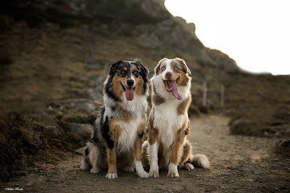 Of complicity dream - Elevage de Berger Australien en Corse, Ajaccio, Eleveur de Chiens à Afa