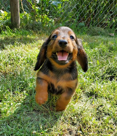 Elevage canin du père Noé Bouillère Cazaban, Eleveur de Chiens à Saint-Jean-d'Estissac