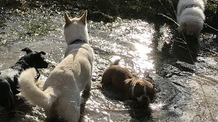 Animodom Services, Pension pour Chiens aux Hays