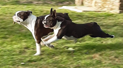 Domaine Des Minis Justiciers Élevage De Chiens Boston Terrier Et Malinois Éleveur De Chiens à Chemillé-en-Anjou