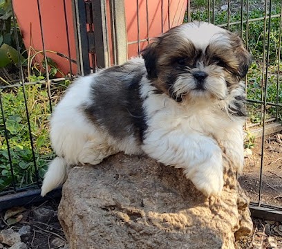 Élevage Du Temple Des Vestales, Eleveur de Chiens à Portiragnes