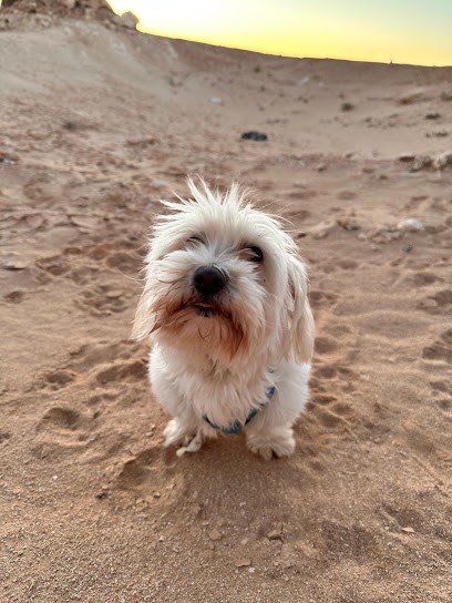 Pension4saisons, Pension pour Chiens à Pierrelatte