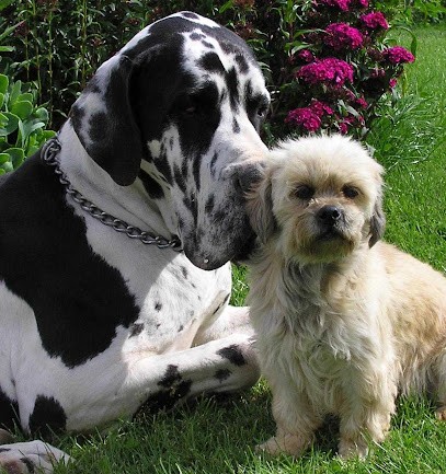 Pension canine Les Compagnons de Balthus, Pension pour Chiens à Saint-Onen-la-Chapelle