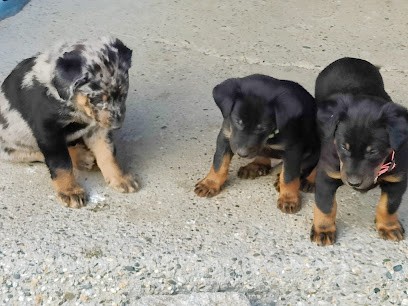 Elevage Du Gex D'emplume (le Gex D'emplume), Eleveur de Chiens à Garidech