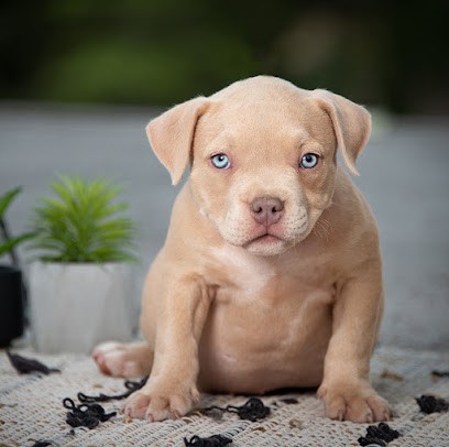 Stars Bast Phœnix éleveur Bully Américain 31, Eleveur de Chiens à Bellegarde-Sainte-Marie